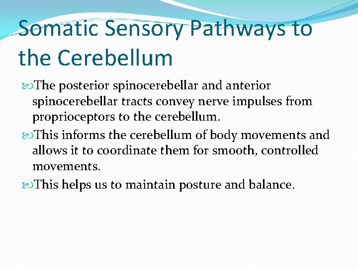 Somatic Sensory Pathways to the Cerebellum The posterior spinocerebellar and anterior spinocerebellar tracts convey