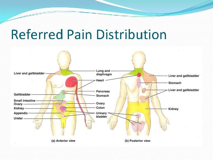 Referred Pain Distribution 