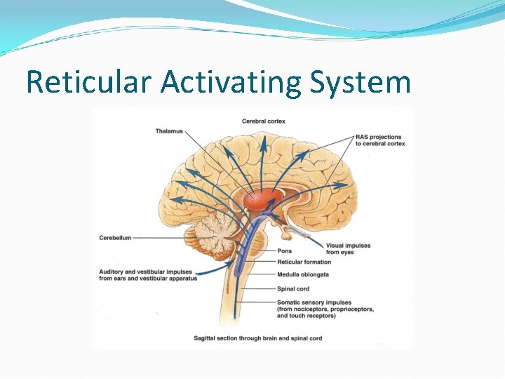 Reticular Activating System 