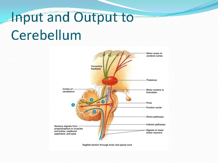 Input and Output to Cerebellum 
