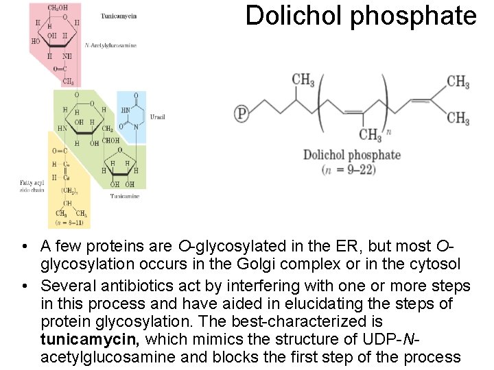 Dolichol phosphate • A few proteins are O-glycosylated in the ER, but most Oglycosylation