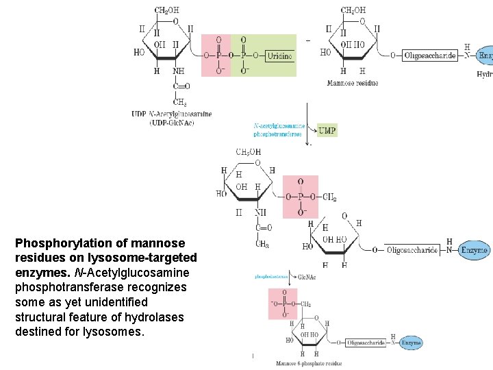 Phosphorylation of mannose residues on lysosome-targeted enzymes. N-Acetylglucosamine phosphotransferase recognizes some as yet unidentified