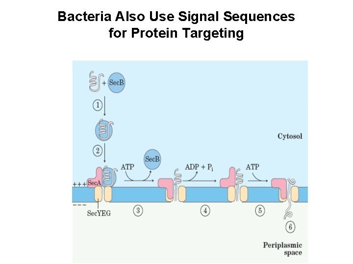 Bacteria Also Use Signal Sequences for Protein Targeting 