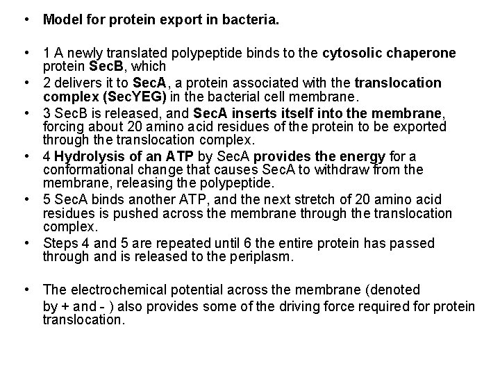  • Model for protein export in bacteria. • 1 A newly translated polypeptide