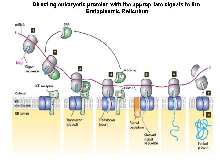 Directing eukaryotic proteins with the appropriate signals to the Endoplasmic Reticulum 