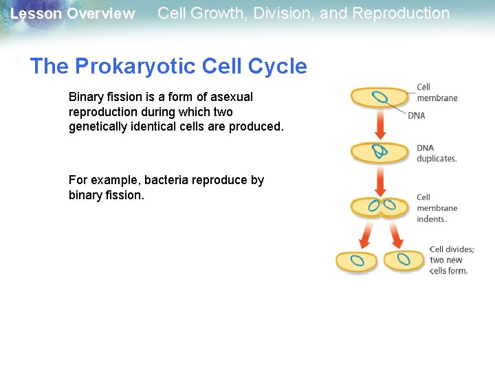 Lesson Overview Cell Growth, Division, and Reproduction The Prokaryotic Cell Cycle Binary fission is