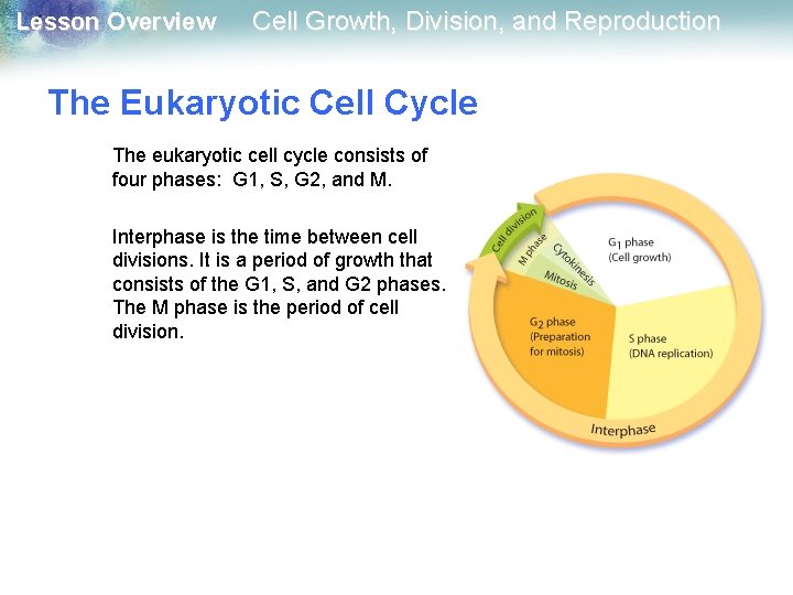 Lesson Overview Cell Growth, Division, and Reproduction The Eukaryotic Cell Cycle The eukaryotic cell