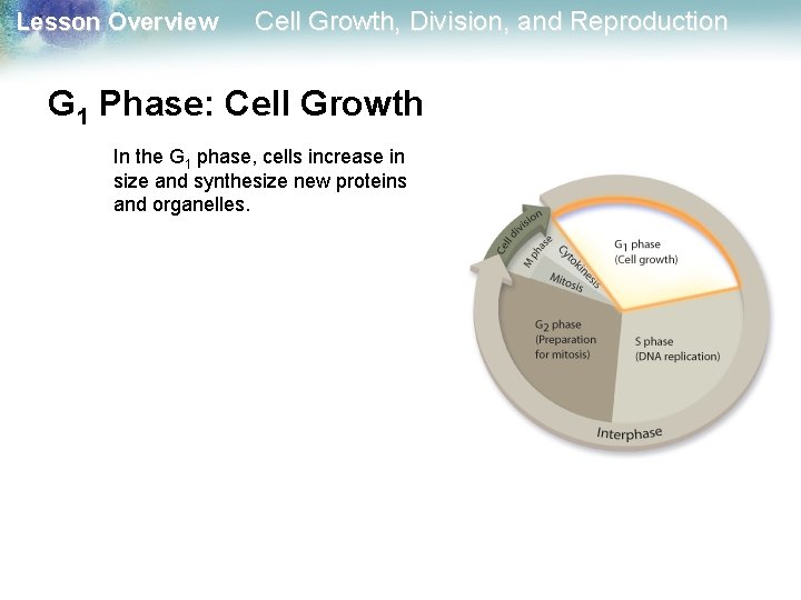 Lesson Overview Cell Growth, Division, and Reproduction G 1 Phase: Cell Growth In the