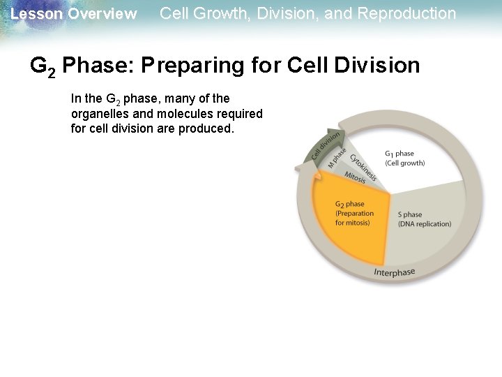 Lesson Overview Cell Growth, Division, and Reproduction G 2 Phase: Preparing for Cell Division