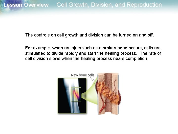 Lesson Overview Cell Growth, Division, and Reproduction The controls on cell growth and division
