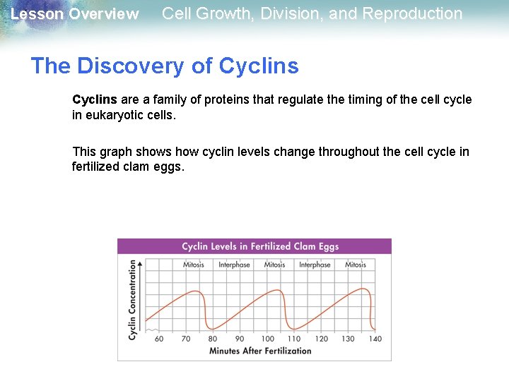 Lesson Overview Cell Growth, Division, and Reproduction The Discovery of Cyclins are a family