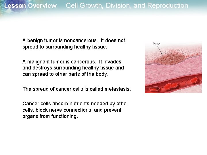 Lesson Overview Cell Growth, Division, and Reproduction A benign tumor is noncancerous. It does