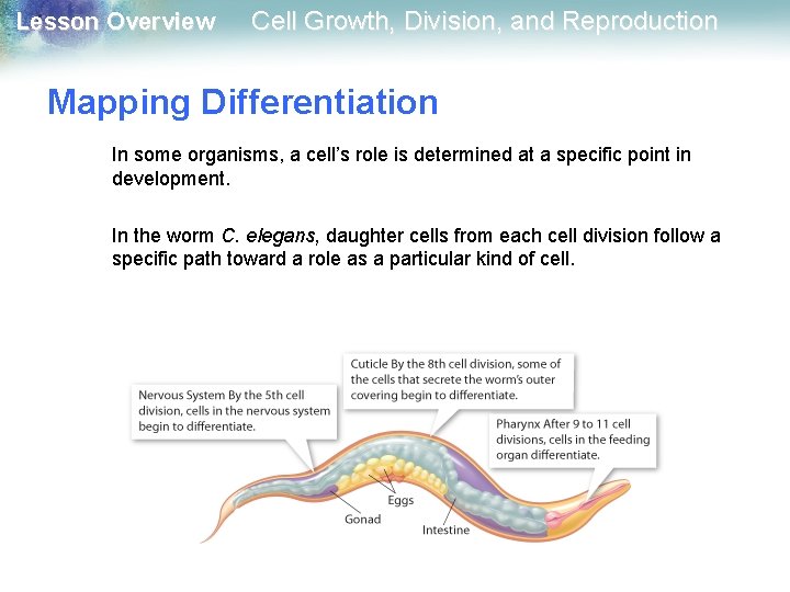 Lesson Overview Cell Growth, Division, and Reproduction Mapping Differentiation In some organisms, a cell’s