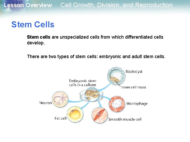 Lesson Overview Cell Growth, Division, and Reproduction Stem Cells Stem cells are unspecialized cells