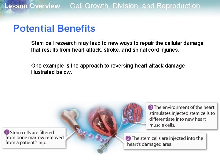 Lesson Overview Cell Growth, Division, and Reproduction Potential Benefits Stem cell research may lead