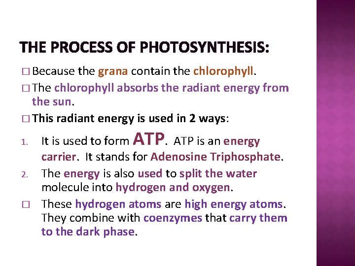 THE PROCESS OF PHOTOSYNTHESIS: � Because the grana contain the chlorophyll. � The chlorophyll