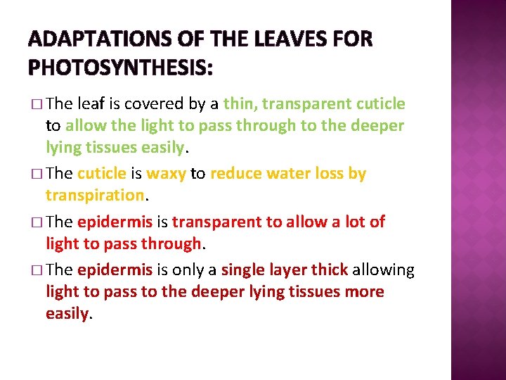 ADAPTATIONS OF THE LEAVES FOR PHOTOSYNTHESIS: � The leaf is covered by a thin,