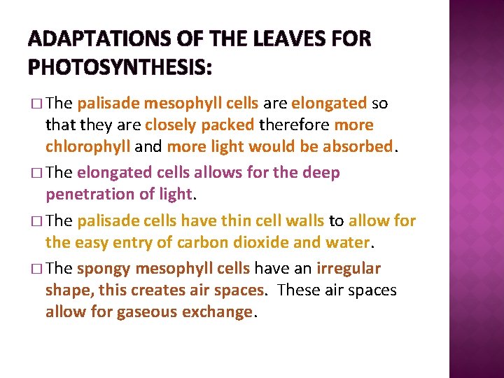 ADAPTATIONS OF THE LEAVES FOR PHOTOSYNTHESIS: � The palisade mesophyll cells are elongated so