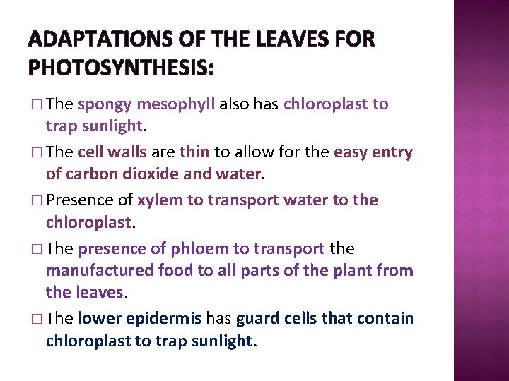 ADAPTATIONS OF THE LEAVES FOR PHOTOSYNTHESIS: � The spongy mesophyll also has chloroplast to