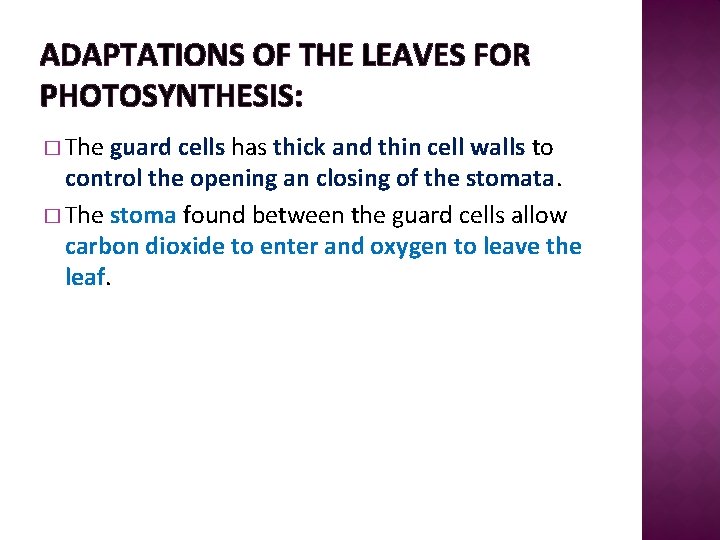 ADAPTATIONS OF THE LEAVES FOR PHOTOSYNTHESIS: � The guard cells has thick and thin