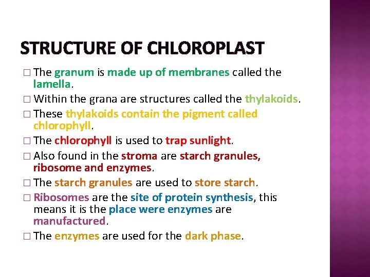 STRUCTURE OF CHLOROPLAST � The granum is made up of membranes called the lamella.