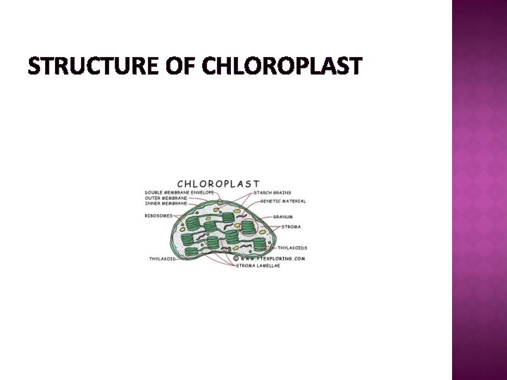 STRUCTURE OF CHLOROPLAST 