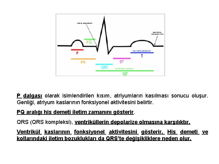 P dalgası olarak isimlendirilen kısım, atriyumların kasılması sonucu oluşur. Genliği, atriyum kaslarının fonksiyonel aktivitesini