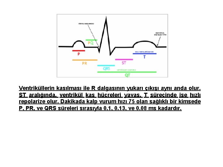 Ventriküllerin kasılması ile R dalgasının yukarı çıkışı aynı anda olur. ST aralığında, ventrikül kas