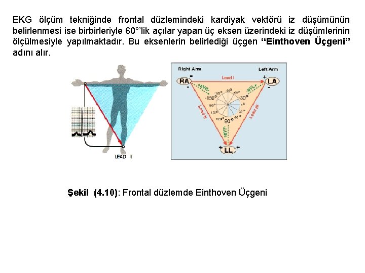 EKG ölçüm tekniğinde frontal düzlemindeki kardiyak vektörü iz düşümünün belirlenmesi ise birbirleriyle 60°’lik açılar