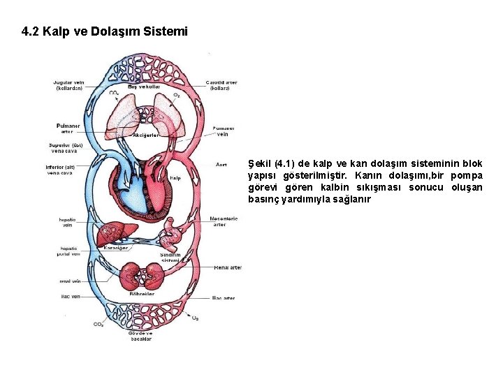 4. 2 Kalp ve Dolaşım Sistemi Şekil (4. 1) de kalp ve kan dolaşım