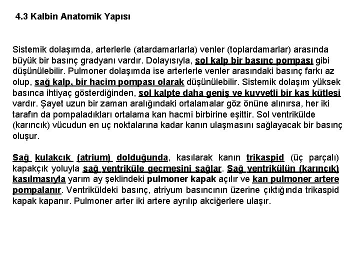 4. 3 Kalbin Anatomik Yapısı Sistemik dolaşımda, arterlerle (atardamarlarla) venler (toplardamarlar) arasında büyük bir