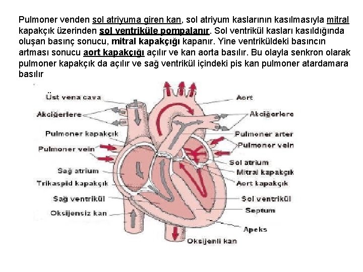 Pulmoner venden sol atriyuma giren kan, sol atriyum kaslarının kasılmasıyla mitral kapakçık üzerinden sol