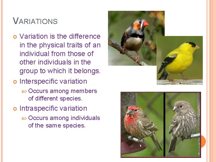 VARIATIONS Variation is the difference in the physical traits of an individual from those