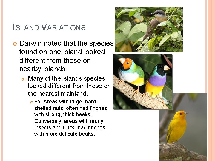 ISLAND VARIATIONS Darwin noted that the species found on one island looked different from