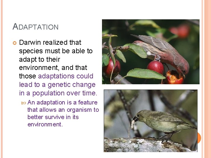 ADAPTATION Darwin realized that species must be able to adapt to their environment, and