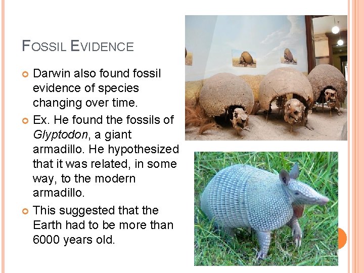 FOSSIL EVIDENCE Darwin also found fossil evidence of species changing over time. Ex. He