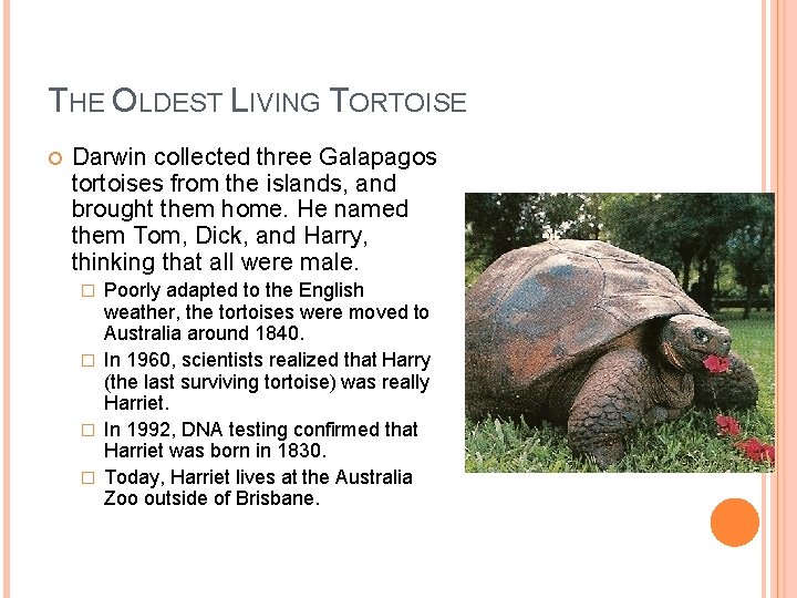 THE OLDEST LIVING TORTOISE Darwin collected three Galapagos tortoises from the islands, and brought