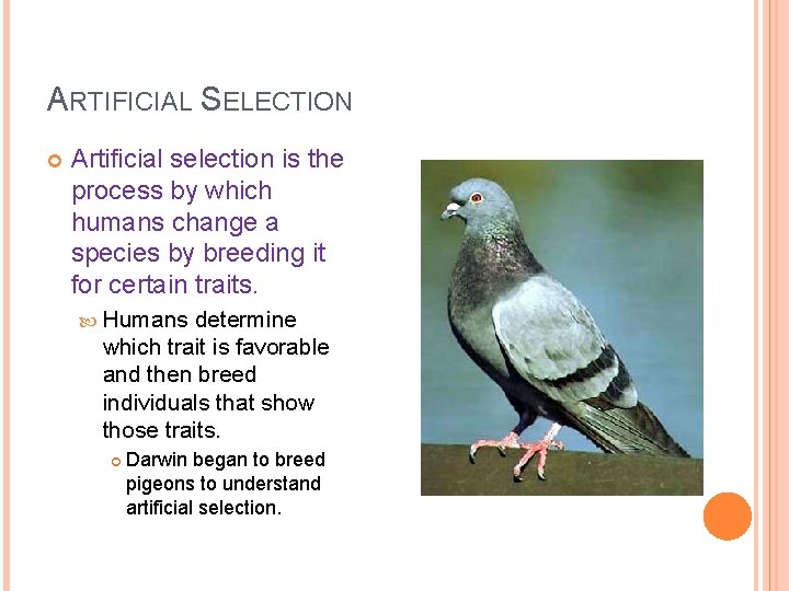 ARTIFICIAL SELECTION Artificial selection is the process by which humans change a species by