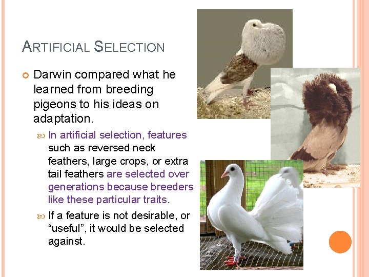 ARTIFICIAL SELECTION Darwin compared what he learned from breeding pigeons to his ideas on