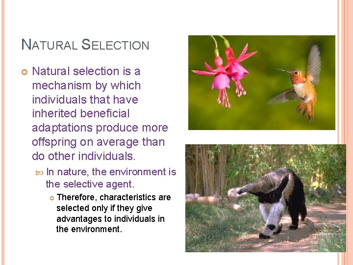 NATURAL SELECTION Natural selection is a mechanism by which individuals that have inherited beneficial