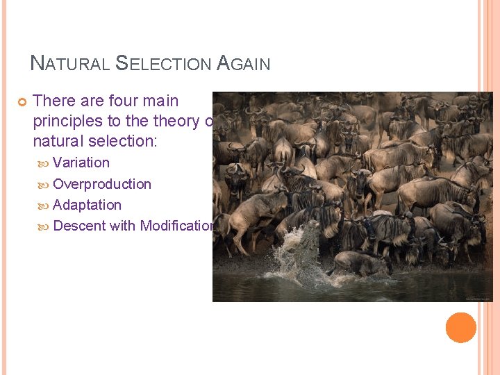 NATURAL SELECTION AGAIN There are four main principles to theory of natural selection: Variation