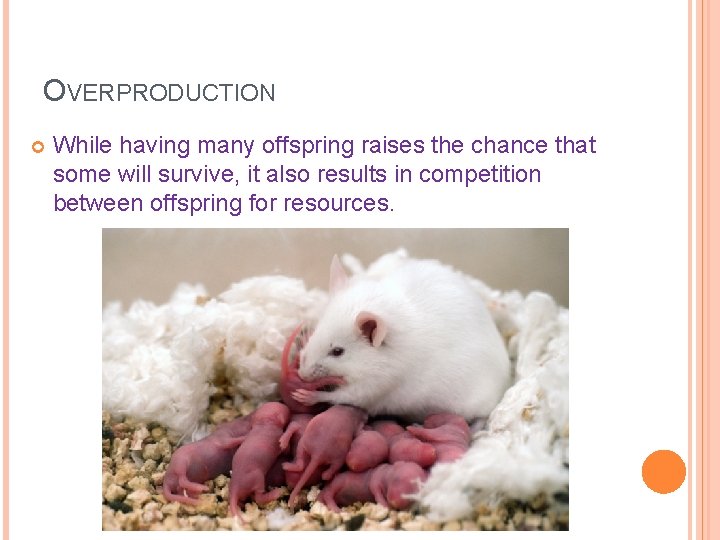 OVERPRODUCTION While having many offspring raises the chance that some will survive, it also