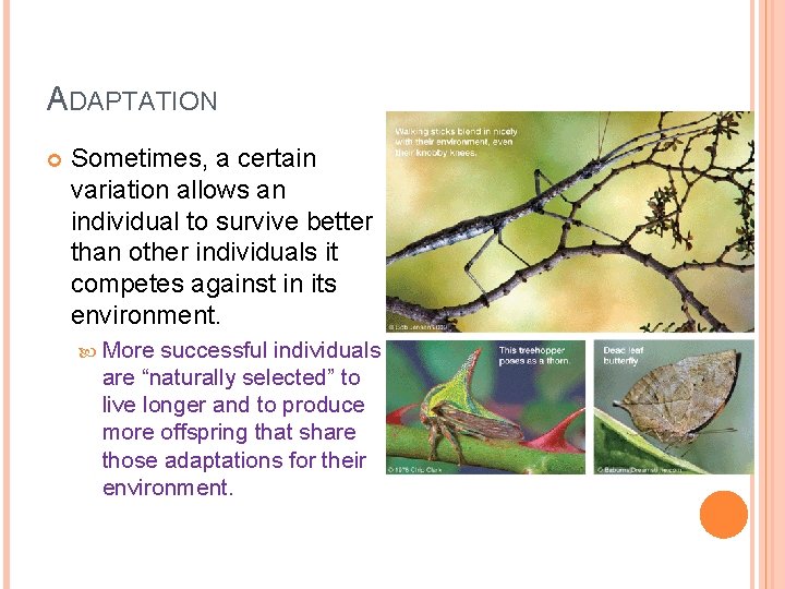 ADAPTATION Sometimes, a certain variation allows an individual to survive better than other individuals