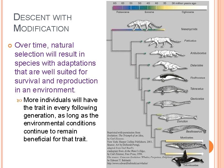 DESCENT WITH MODIFICATION Over time, natural selection will result in species with adaptations that