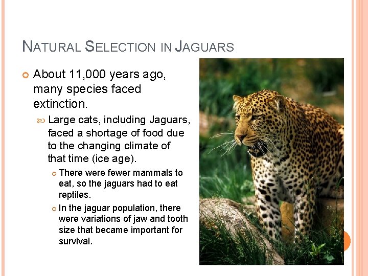 NATURAL SELECTION IN JAGUARS About 11, 000 years ago, many species faced extinction. Large