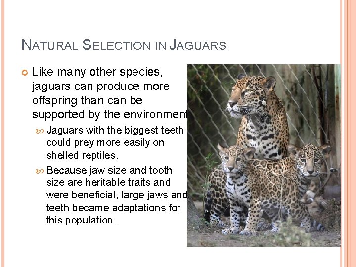 NATURAL SELECTION IN JAGUARS Like many other species, jaguars can produce more offspring than