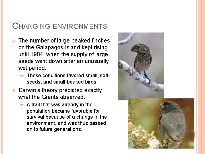 CHANGING ENVIRONMENTS The number of large-beaked finches on the Galapagos Island kept rising until