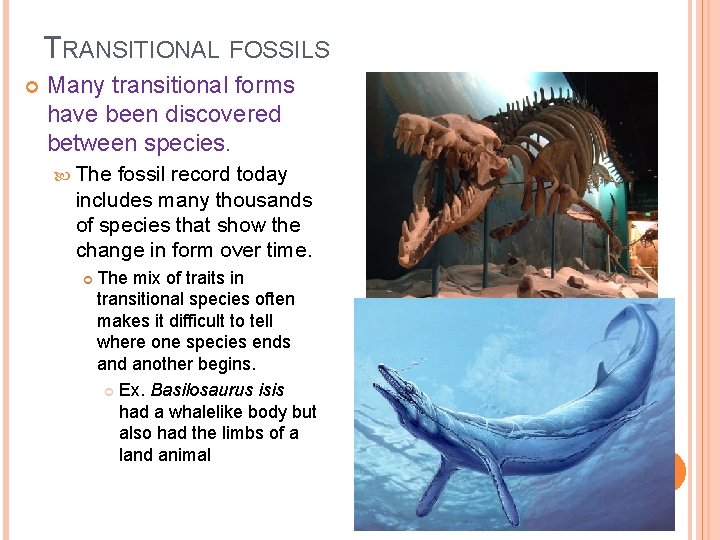 TRANSITIONAL FOSSILS Many transitional forms have been discovered between species. The fossil record today