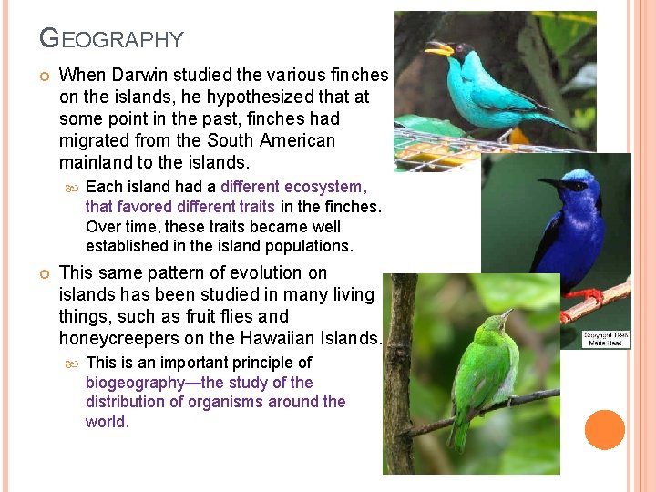 GEOGRAPHY When Darwin studied the various finches on the islands, he hypothesized that at