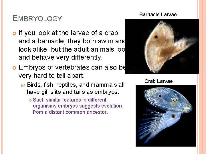 EMBRYOLOGY If you look at the larvae of a crab and a barnacle, they
